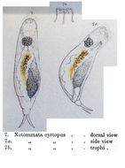 Image of <i>Notommata cyrtopus</i>
