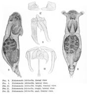 Image of <i>Notommata falcinella</i>