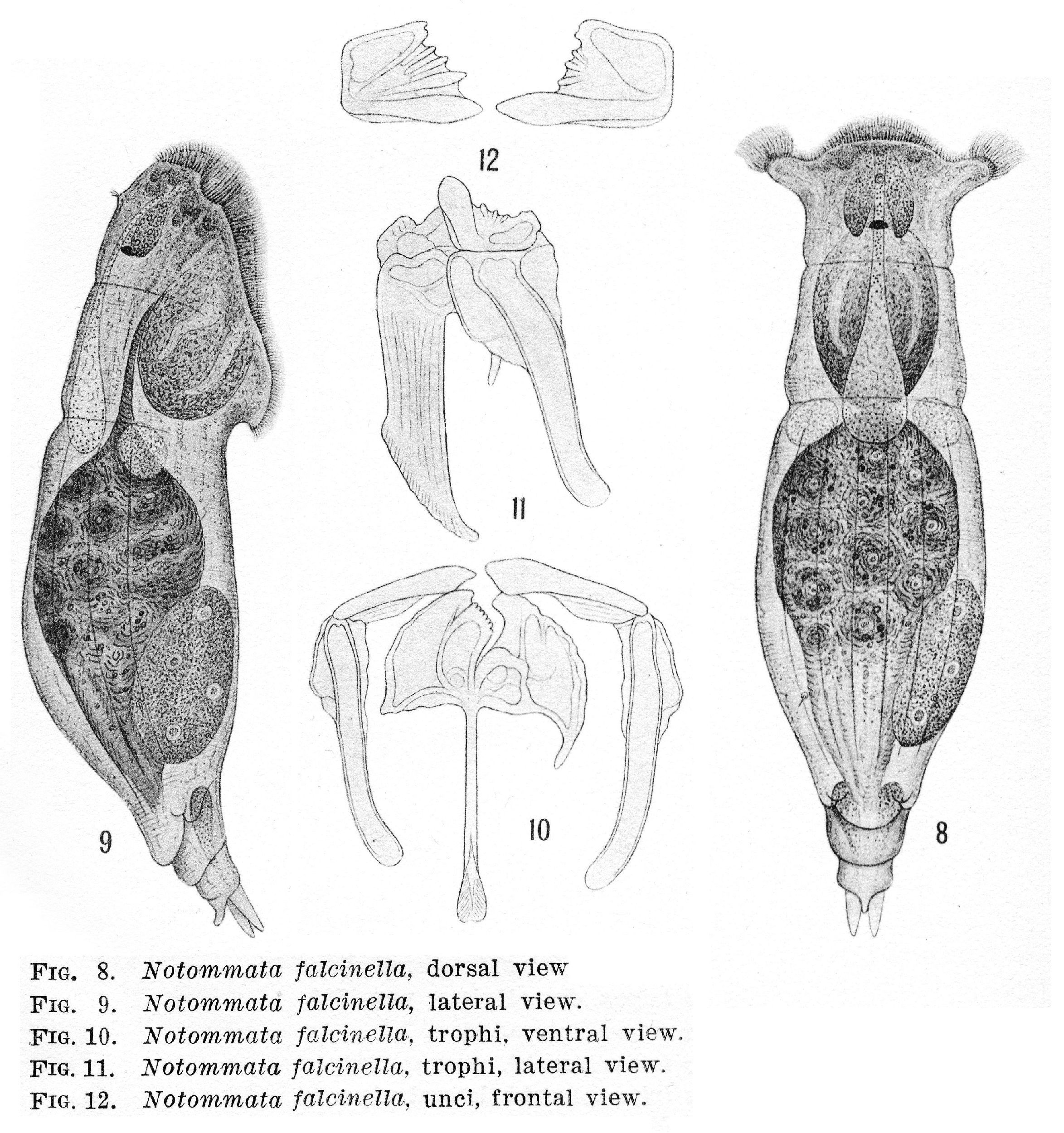 Image of <i>Notommata falcinella</i>