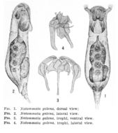 Image of <i>Notommata galena</i>