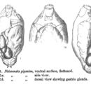 Слика од Proales gigantea (Glascott 1893)