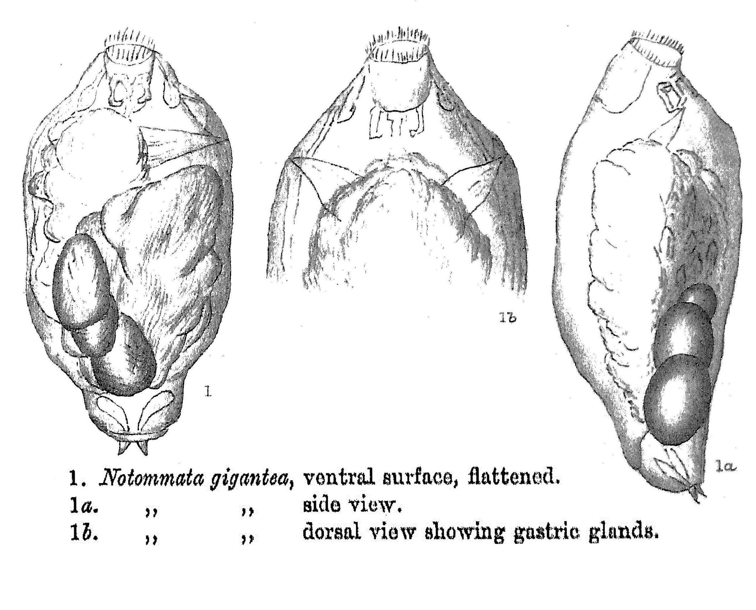 Image de Proales gigantea (Glascott 1893)
