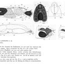 Image of <i>Notommata groenlandica</i>