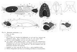 Image of <i>Notommata groenlandica</i>