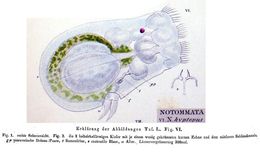 Image of Gastropus hyptopus (Ehrenberg 1838)