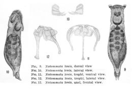 Image of <i>Notommata lenis</i>