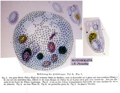 Слика од Proales parasita (Ehrenberg 1838)