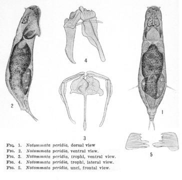 Image of <i>Notommata peridia</i>