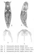 Image of <i>Notommata placida</i>