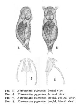 Image of <i>Notommata pygmaea</i>