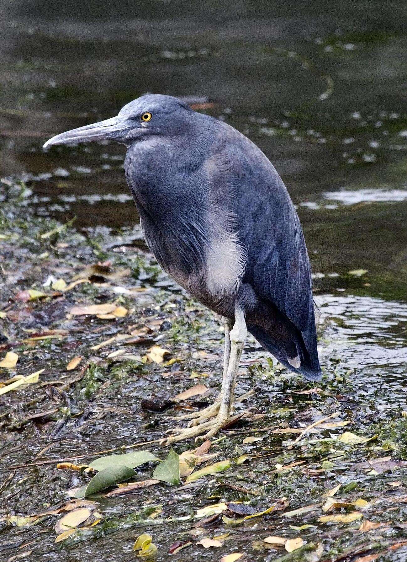 Image de Aigrette sacrée