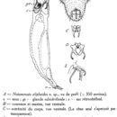 Image of <i>Notommata silphoides</i>