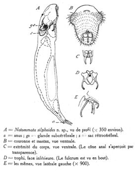 Image of <i>Notommata silphoides</i>