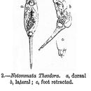 Image of Proales theodora (Gosse 1887)