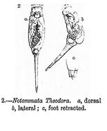 Слика од Proales theodora (Gosse 1887)