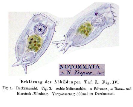 Image of <i>Notommata tripus</i>