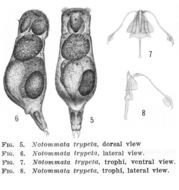 Image of Pleurata trypeta (Harring & Myers 1922)