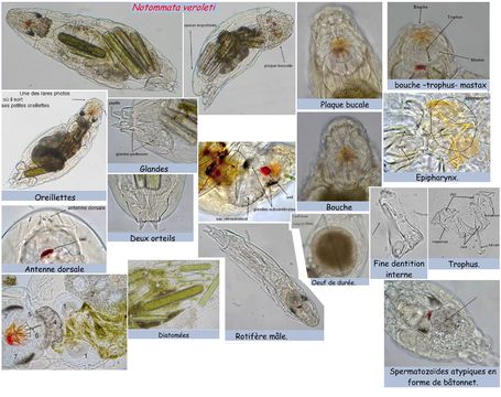 Image of <i>Notommata veroleti</i>