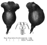 Image of Sphyrias lofuana (Rousselet 1910)