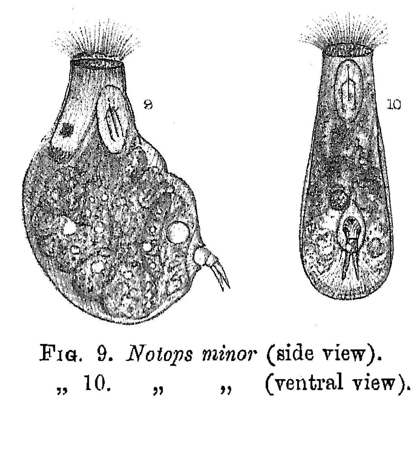 Image of <i>Gastropus minor</i>