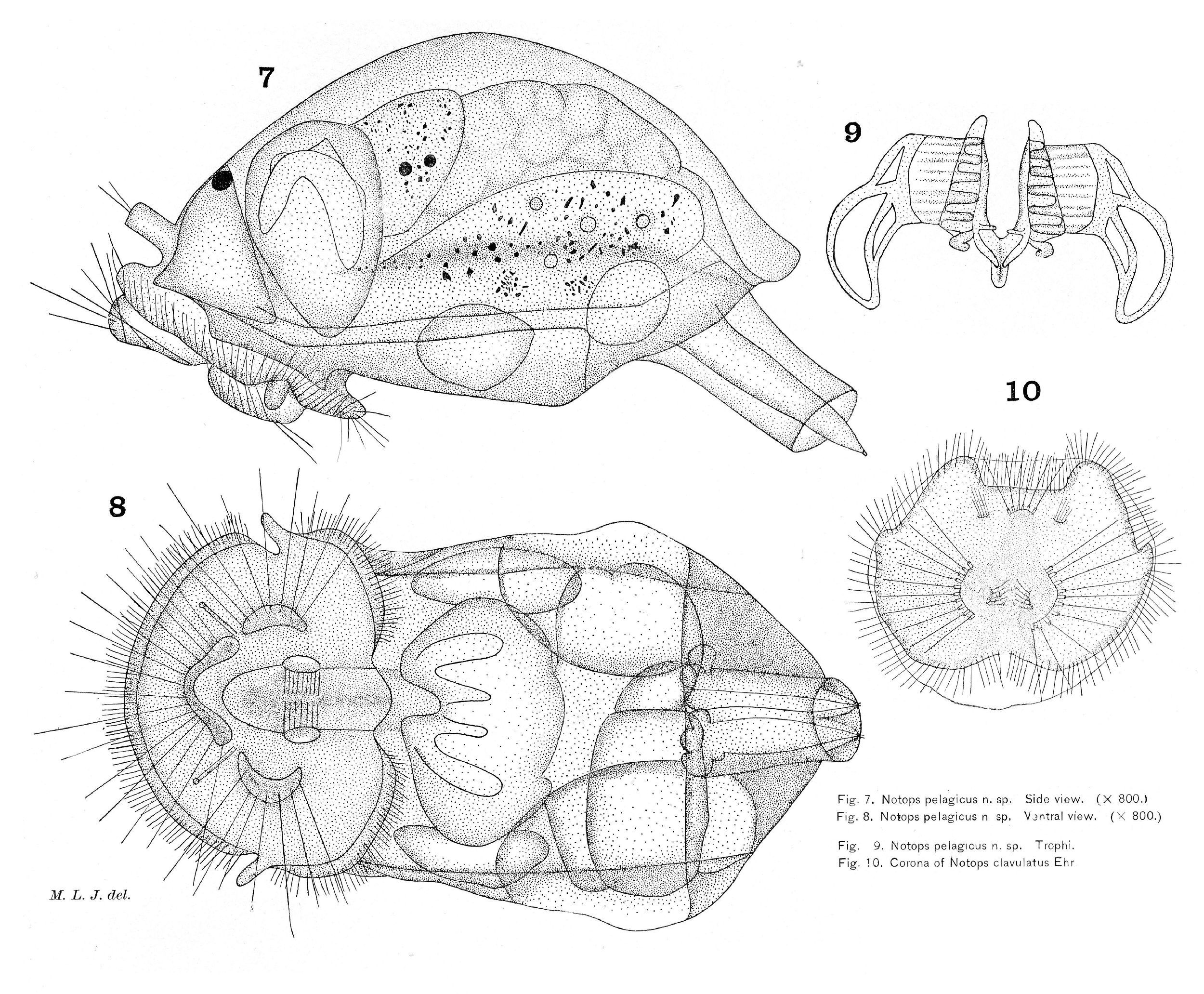 Image of Epiphanes pelagica (Jennings 1900)