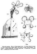 Image of Octotrocha speciosa Thorpe 1893