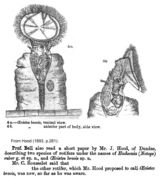 Imagem de Ptygura brevis (Rousselet 1893)