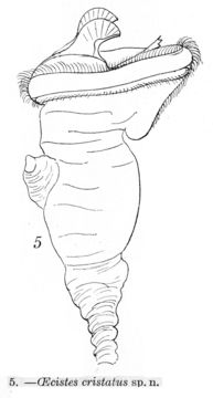 Image of Ptygura cristata (Murray 1913)