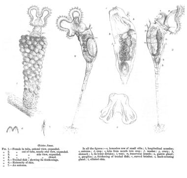 Imagem de <i>Floscularia janus</i>