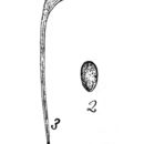 Image of Ptygura mucicola (Kellicott 1888)