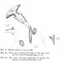 Image of Ptygura wilsonii (Anderson & Shephard 1892)