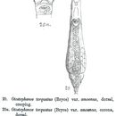 Image of Otostephanos torquatus amoenus Milne 1913