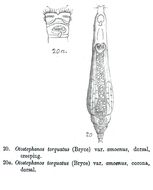 Image of Otostephanos torquatus amoenus Milne 1913