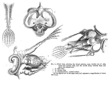 Imagem de Hexarthra mira (Hudson 1871)