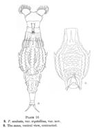 Image of Dissotrocha aculeata crystallina (Murray 1832)