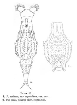 Слика од Dissotrocha aculeata crystallina (Murray 1832)