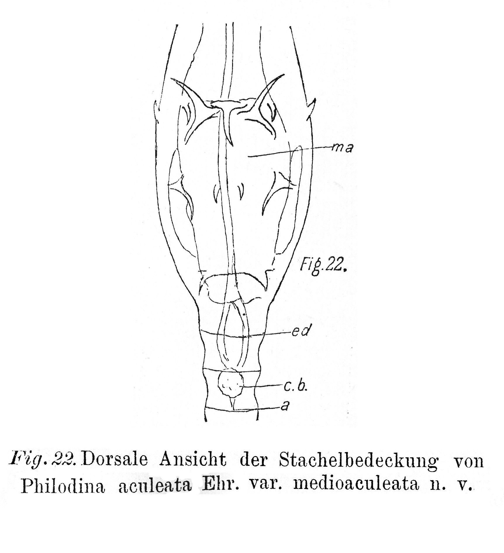 Image of Dissotrocha aculeata medioaculeata (Janson 1832)