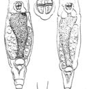 Image of Philodina acuticornis Murray 1902