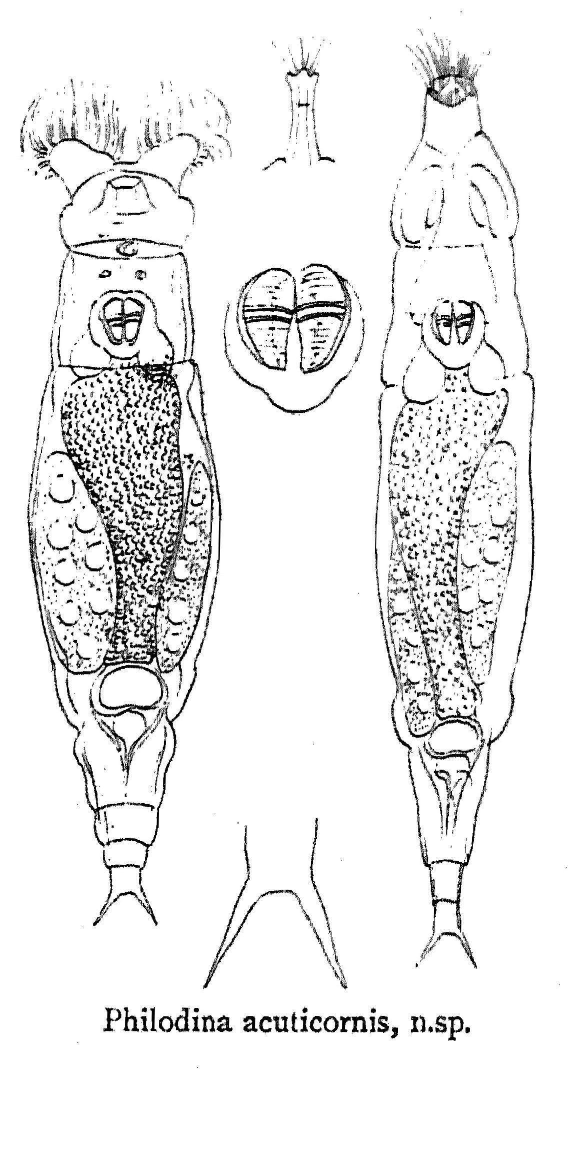 Image of Philodina acuticornis Murray 1902