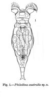 Image of Philodina australis Murray 1911