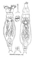 Image of Philodina brevipes Murray 1902
