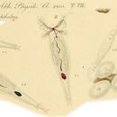 Image of Philodina erythrophthalma Ehrenberg 1830
