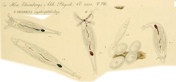 Image of Philodina erythrophthalma Ehrenberg 1830