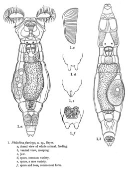 Image of Philodina flaviceps Bryce 1906