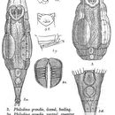 Слика од Philodina grandis Milne 1916