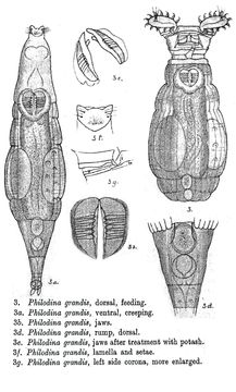 Image of Philodina grandis Milne 1916