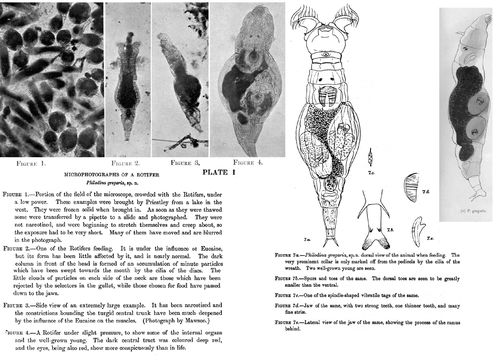 Image of Philodina gregaria Murray 1910