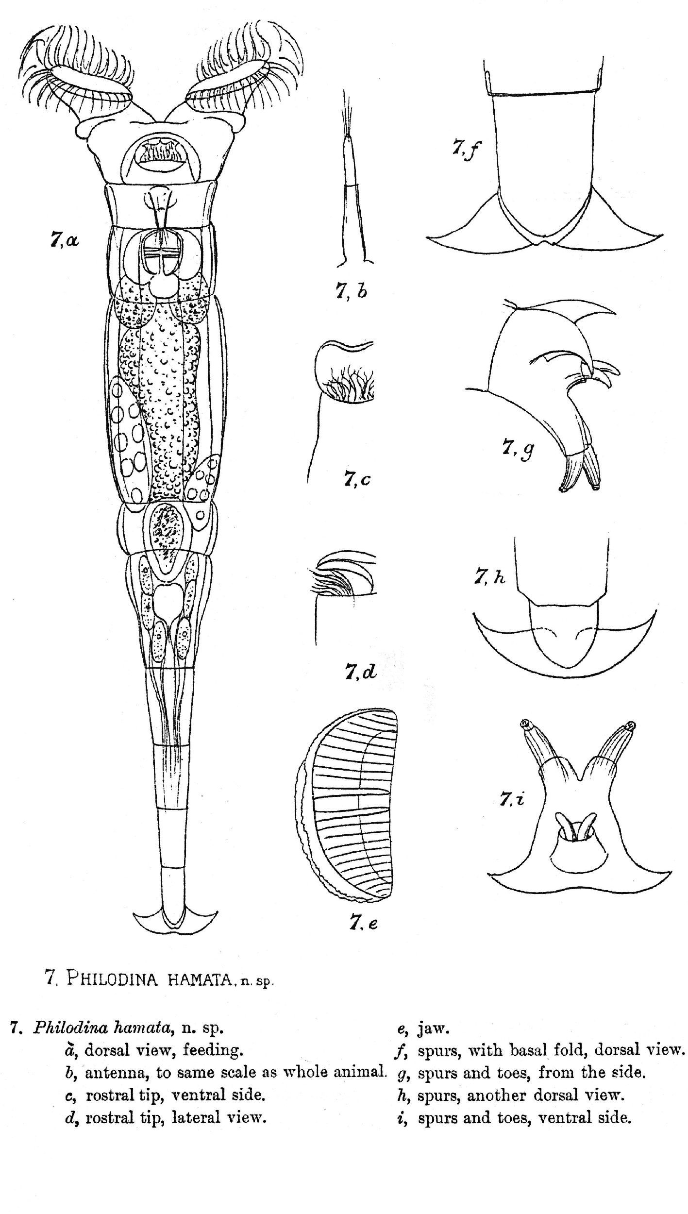 Image of Embata hamata (Murray 1906)