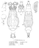 Image of Pleuretra humerosa (Murray 1905)