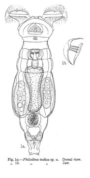 Image of Philodina indica Murray 1906